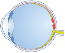 Macular Support