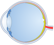 Optic Nerve Support